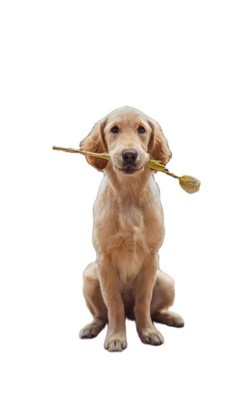 Dog cutout in a playful purple composition