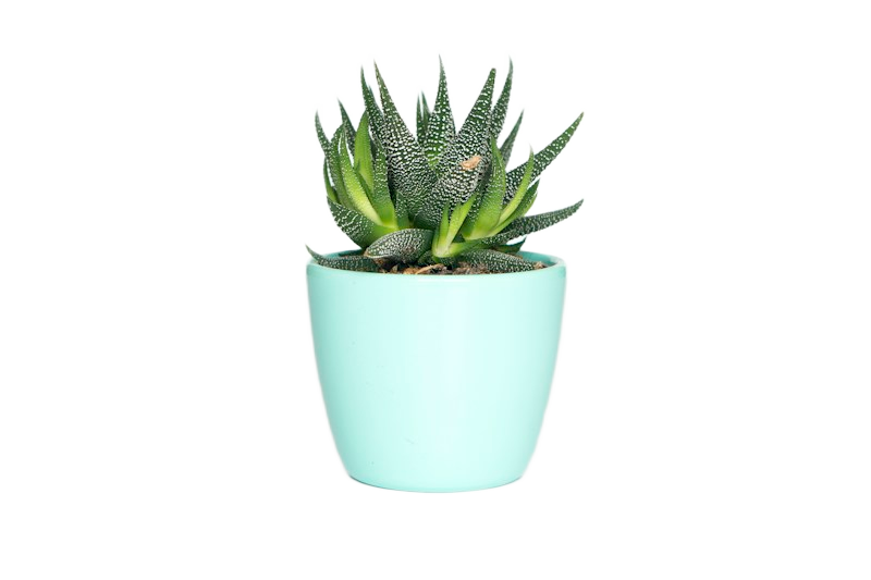 Houseplant cutout on a soft green background