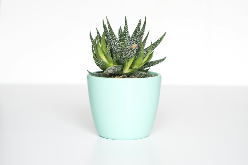 Houseplant